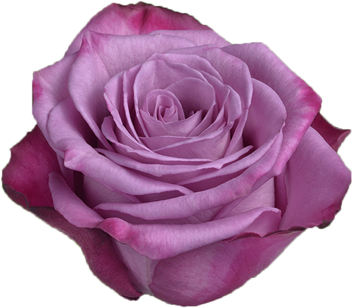 Purple Rose Close Up.png PNG