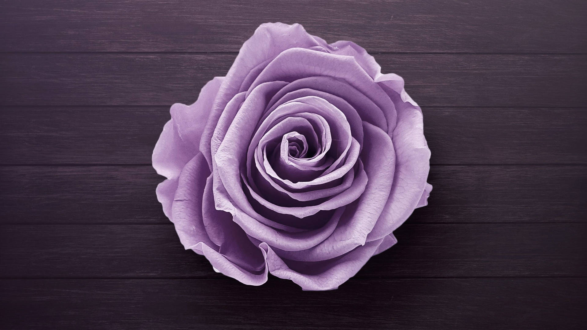 Purple Rose Flower On Desk Wallpaper
