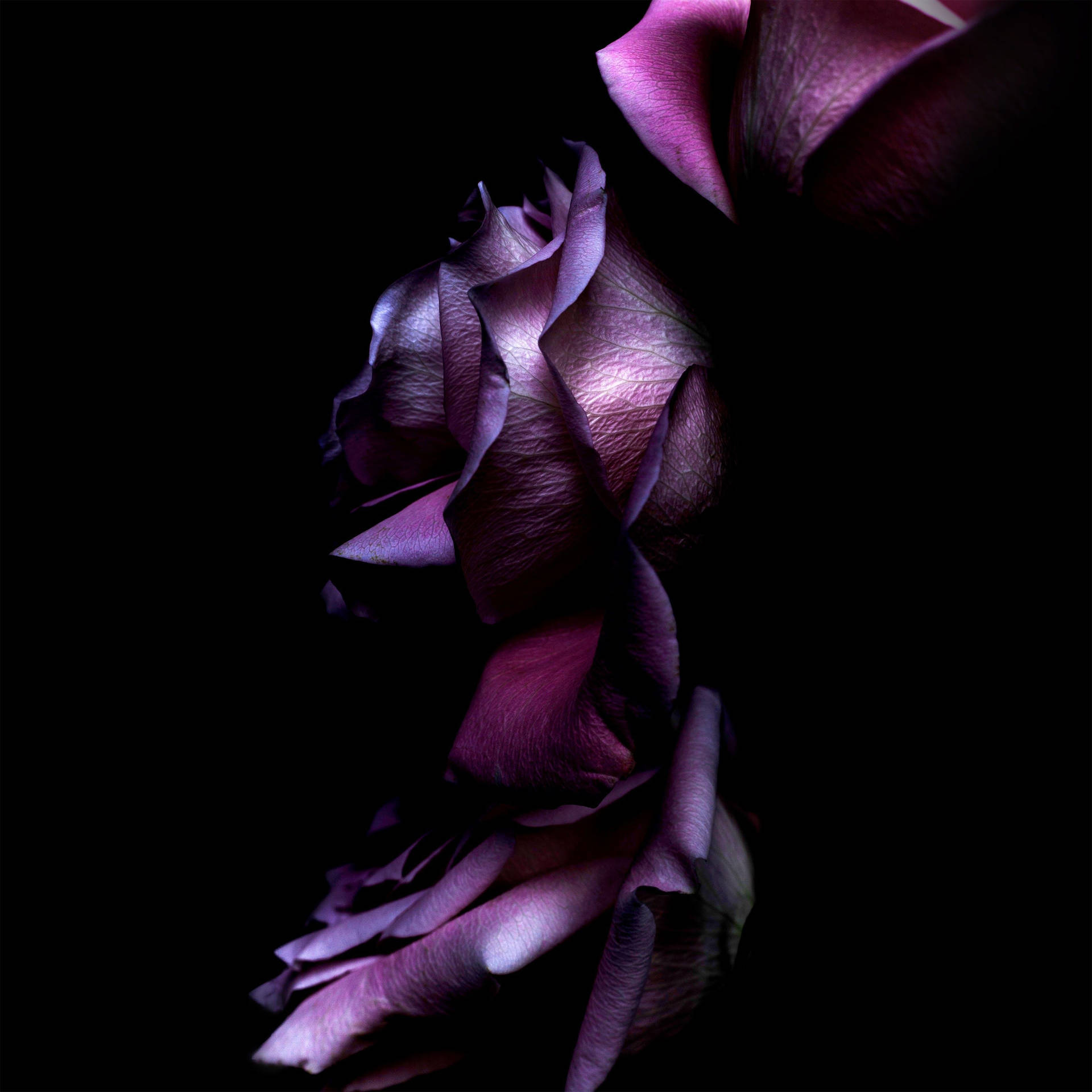 Silhouettedi Un Fiore Di Rosa Viola. Sfondo