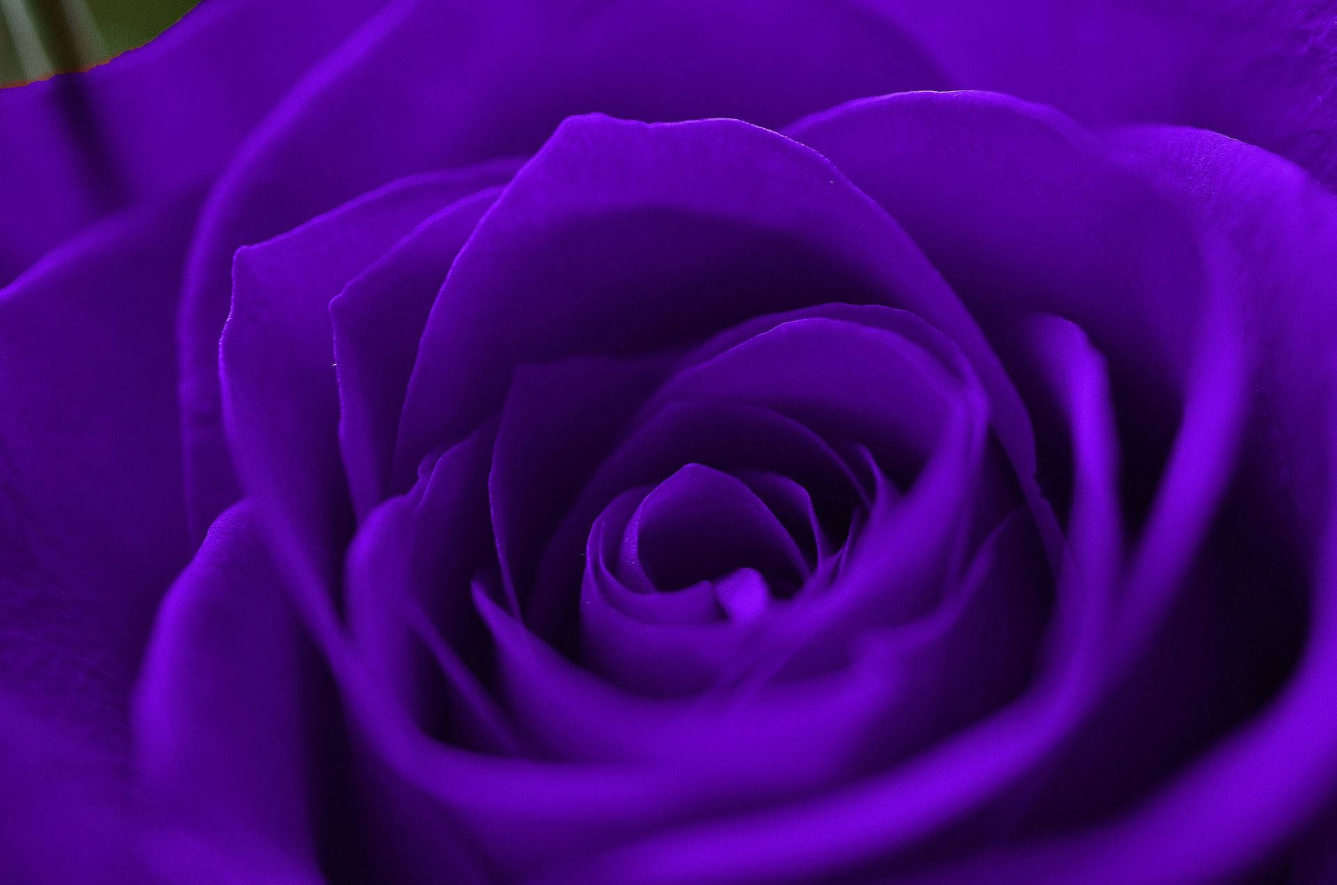 Purple Rose In Bloom Macro Shot Wallpaper