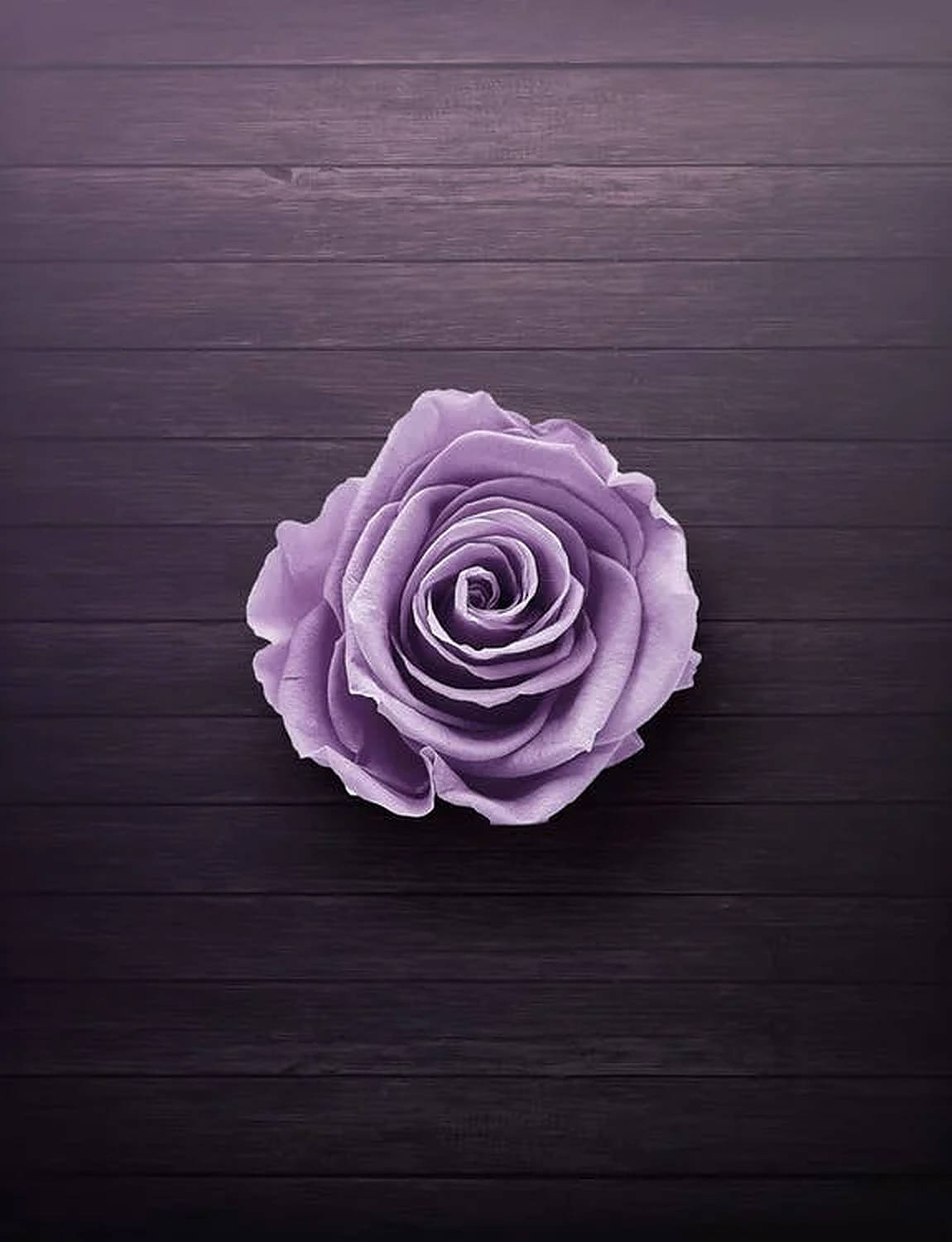 Purple Rose In Wooden Background Wallpaper