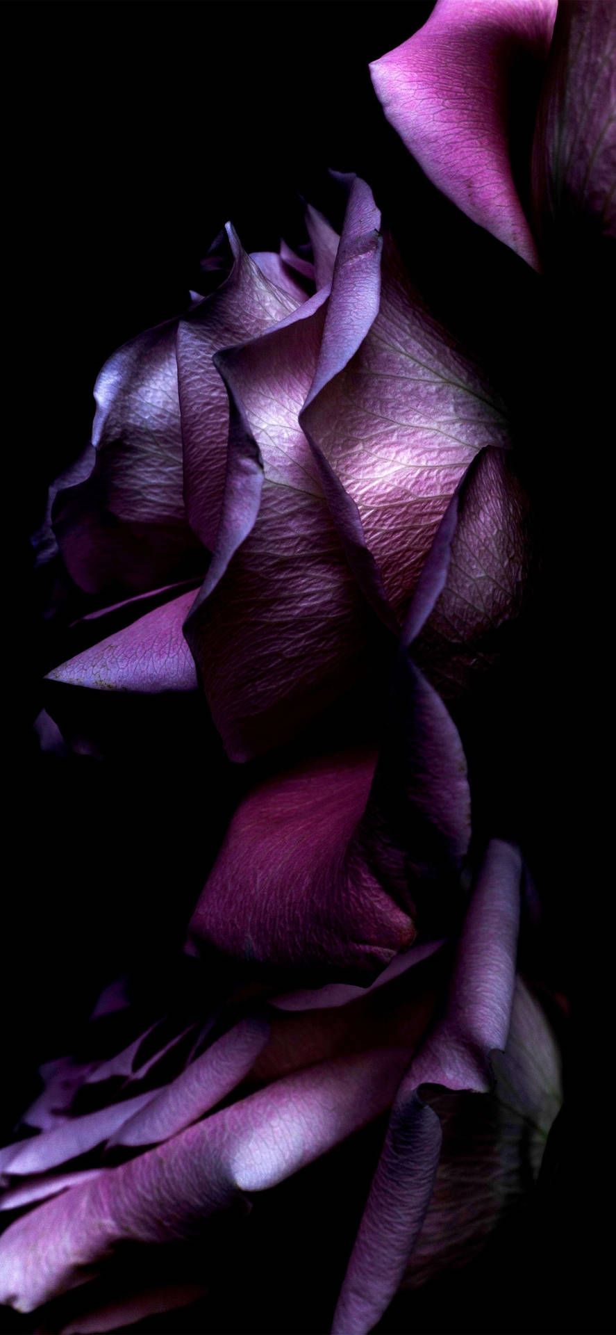 Petali Di Rosa Viola Sfondo