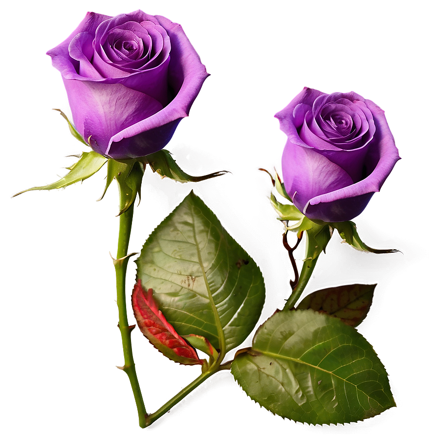 Purple Rose Png 04292024 PNG
