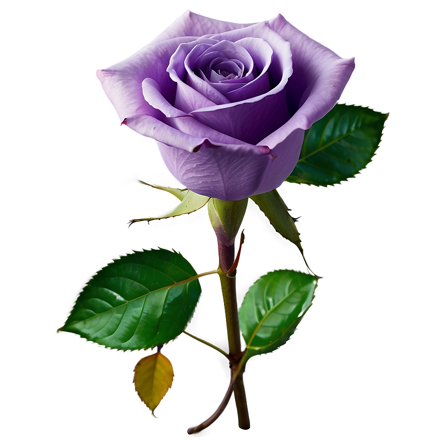 Purple Rose Png Eqs PNG