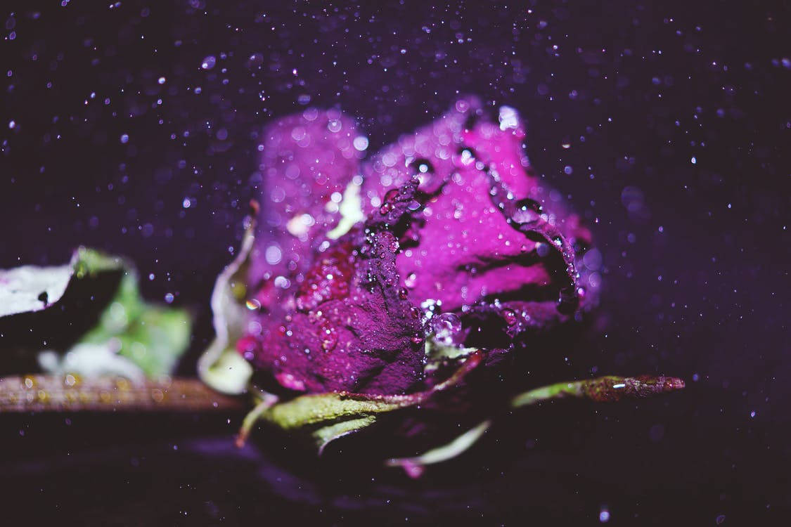 Purple Rose With Water Droplets Wallpaper