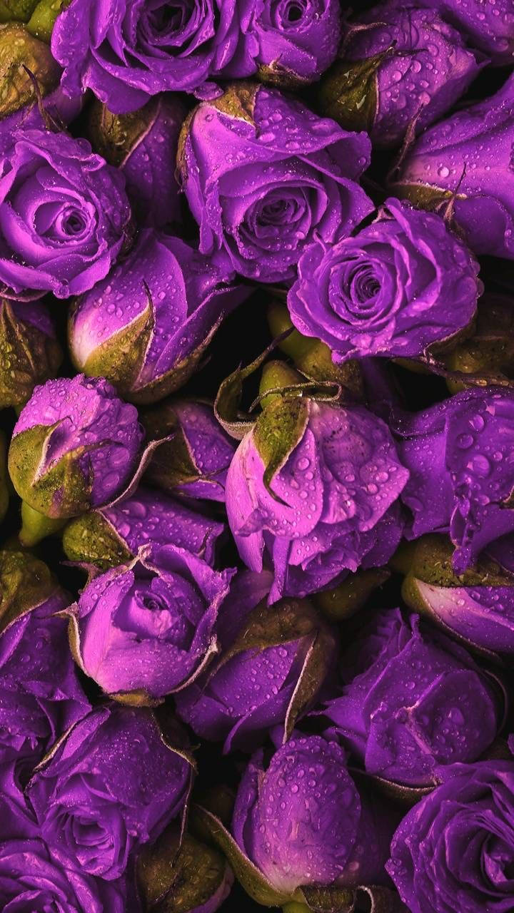 Purple Roses Close Up Shot Wallpaper