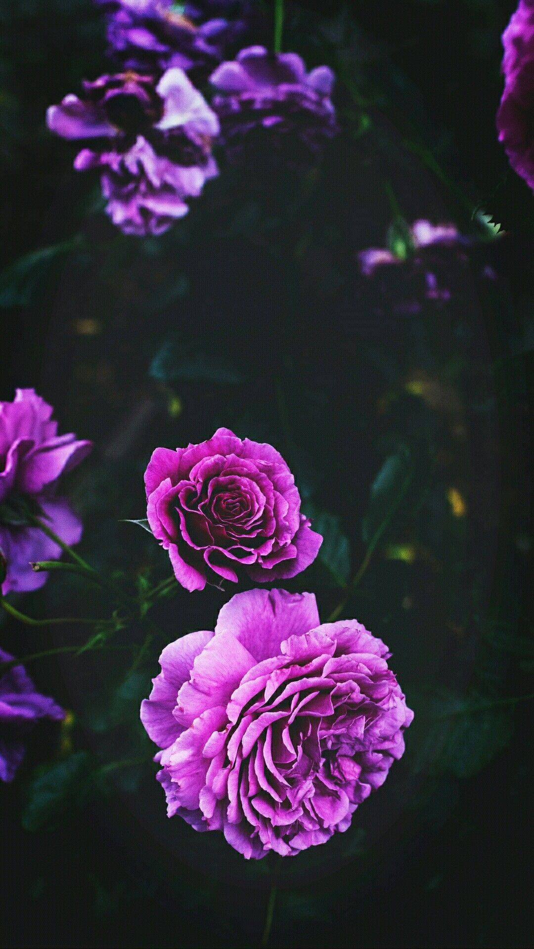 Purple Roses Flowers Black Background Wallpaper