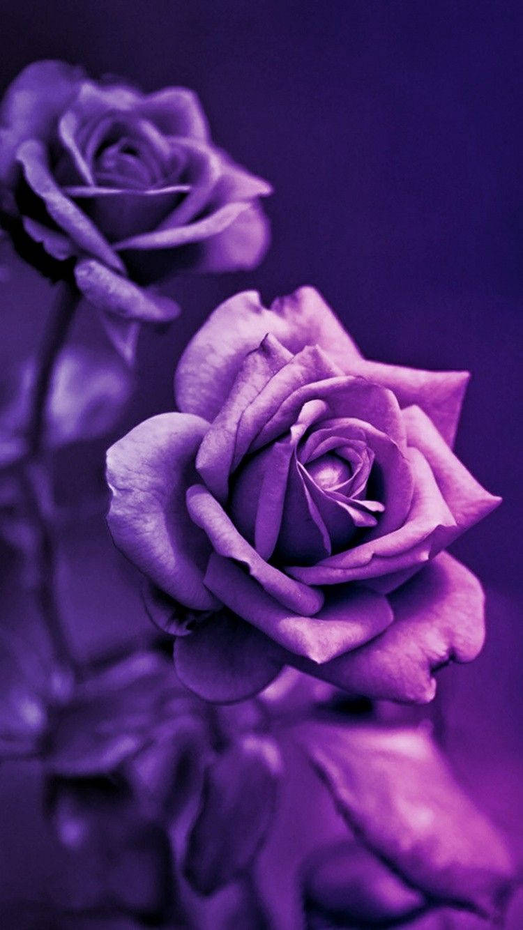 Purple Roses In Bloom Wallpaper