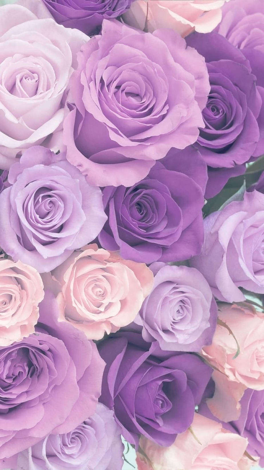Purple Roses Macro Shot Wallpaper