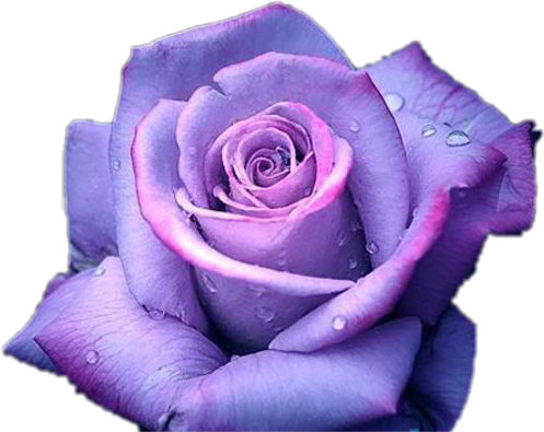 Purple Rosewith Dew Drops.png PNG