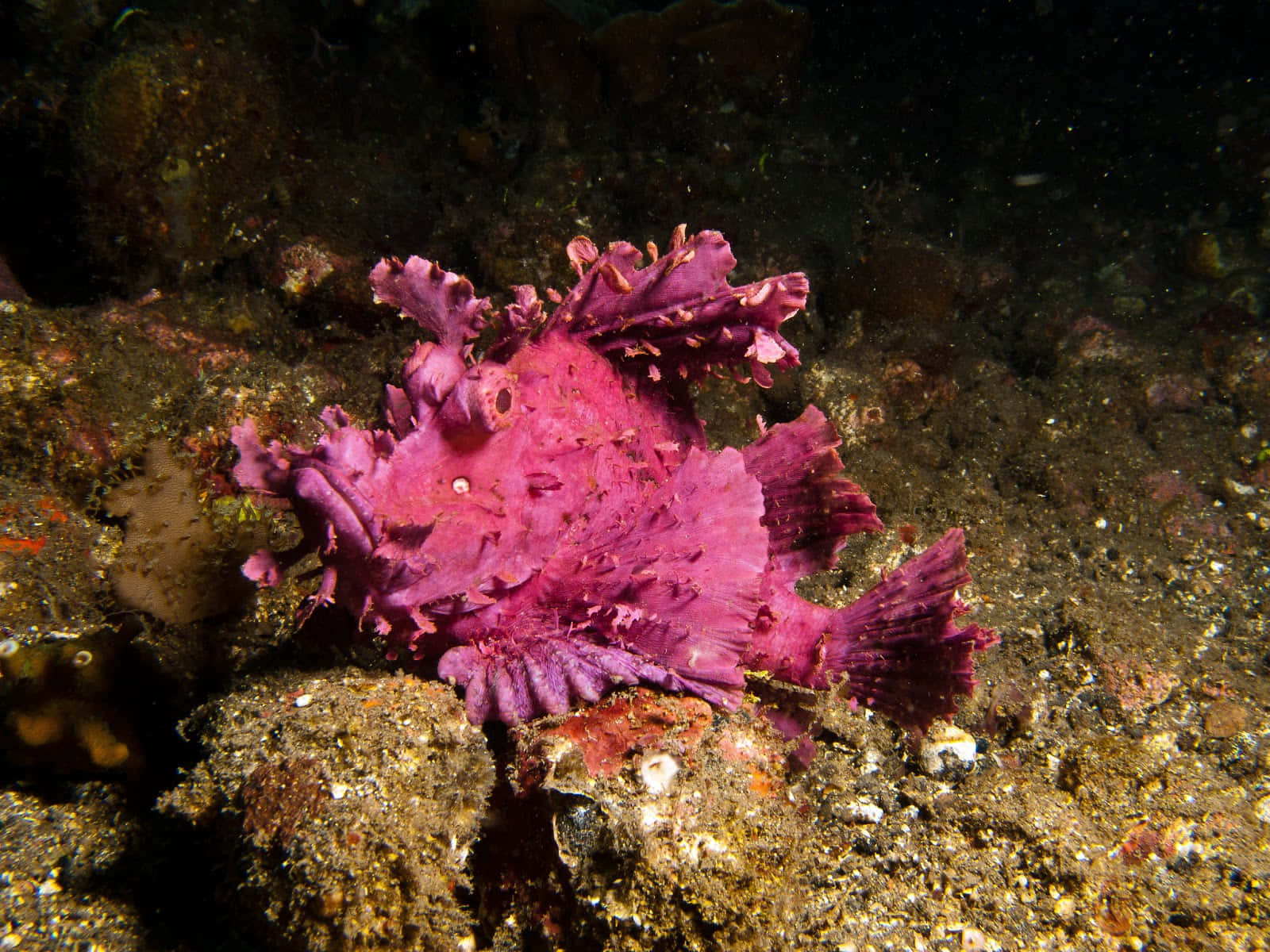 Camouflage Du Poisson Scorpion Violet Fond d'écran