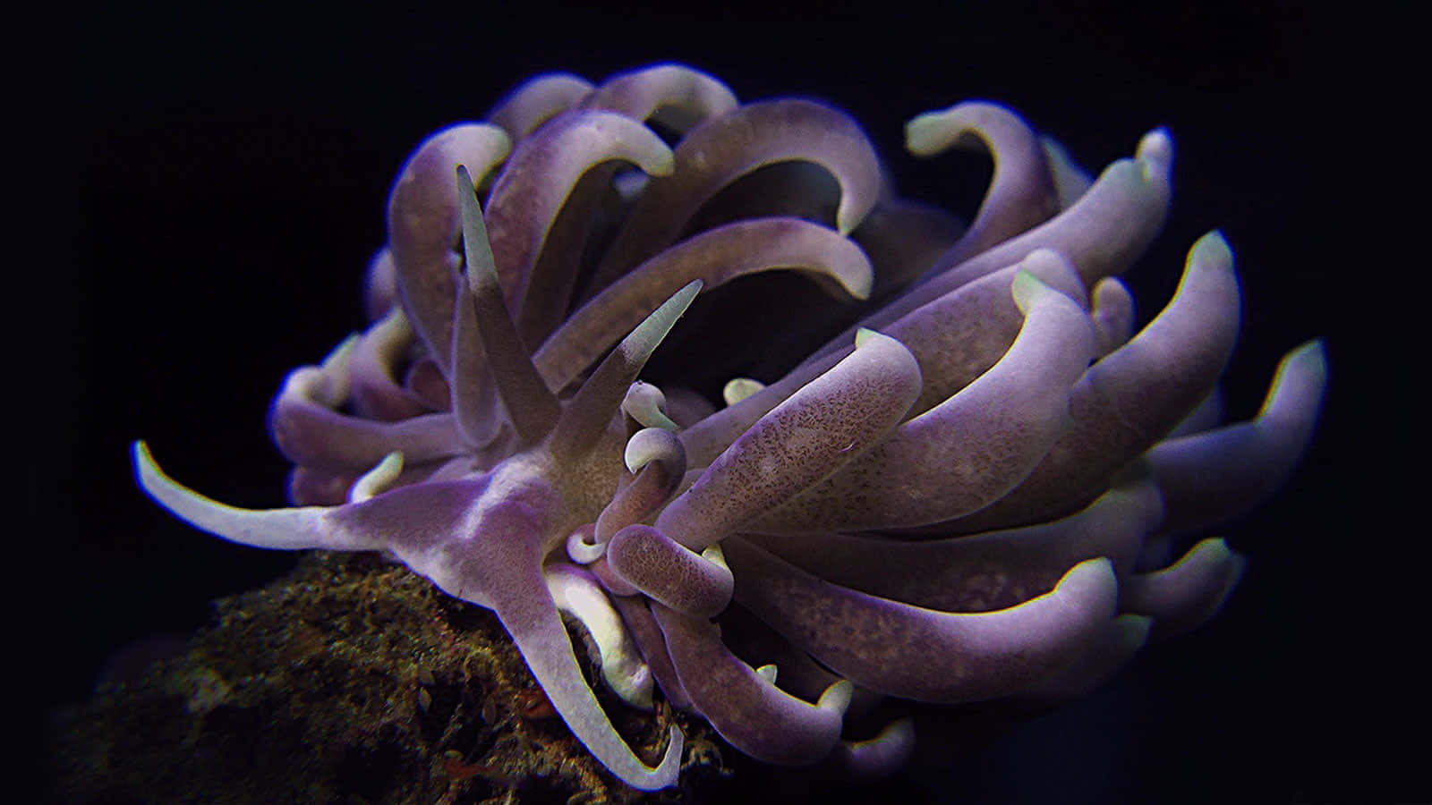 Purple Sea Slug Elegant Underwater Photography Wallpaper