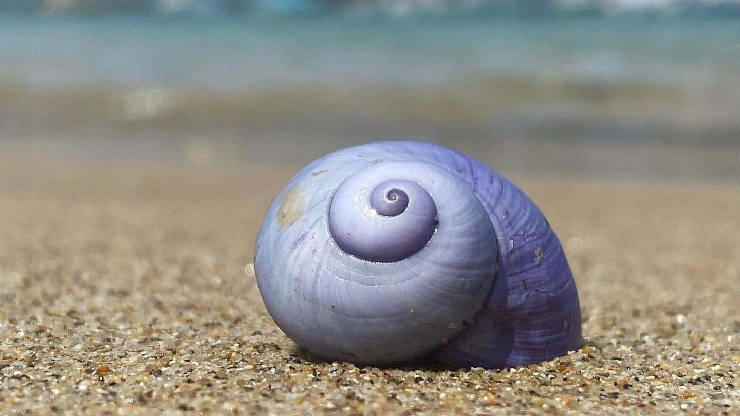 Purple Sea Snail On Beach Sand Wallpaper