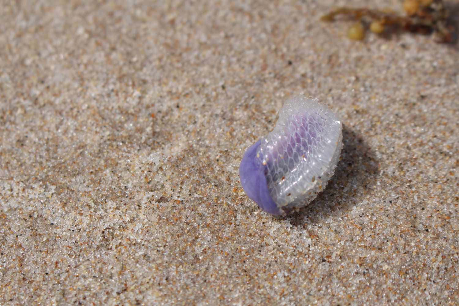 Purple Sea Snail On Sand Wallpaper