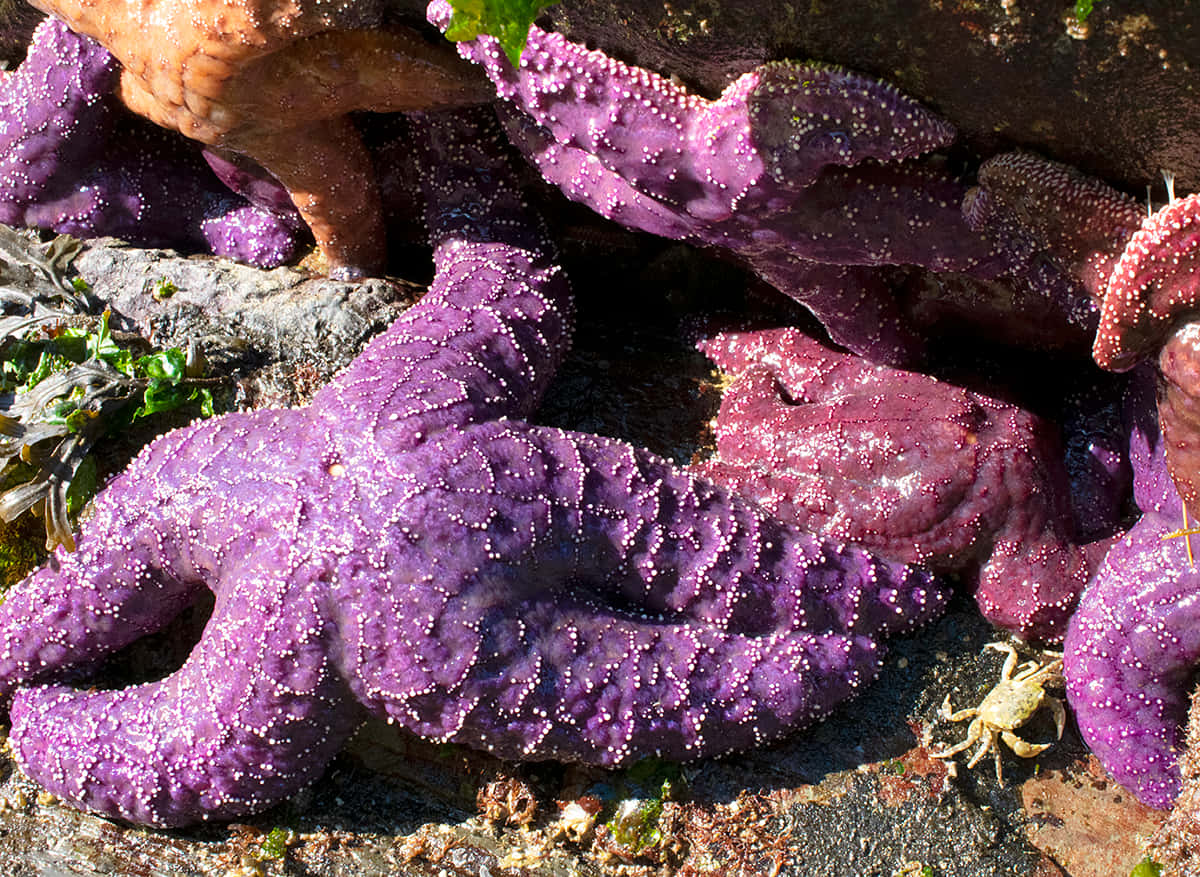 Purple Sea Stars Rocky Shoreline Wallpaper