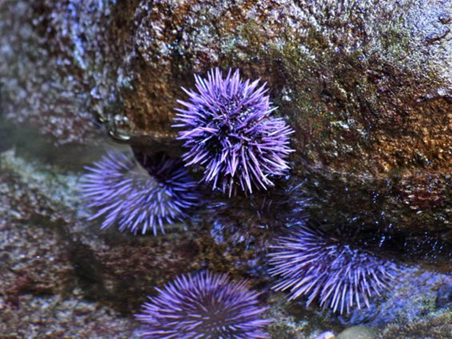 Purple Sea Urchin Attached On Rocks Wallpaper