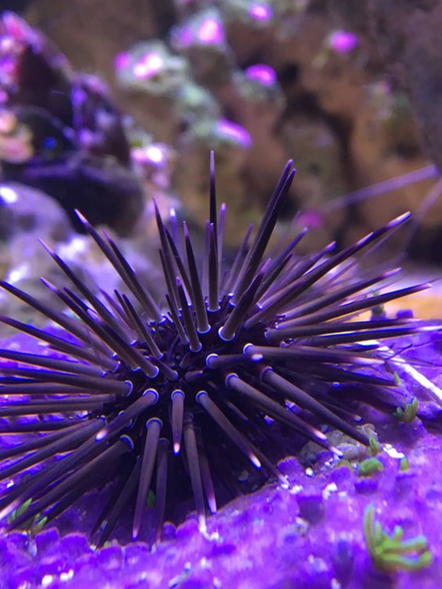Purple Sea Urchin Close Up Wallpaper
