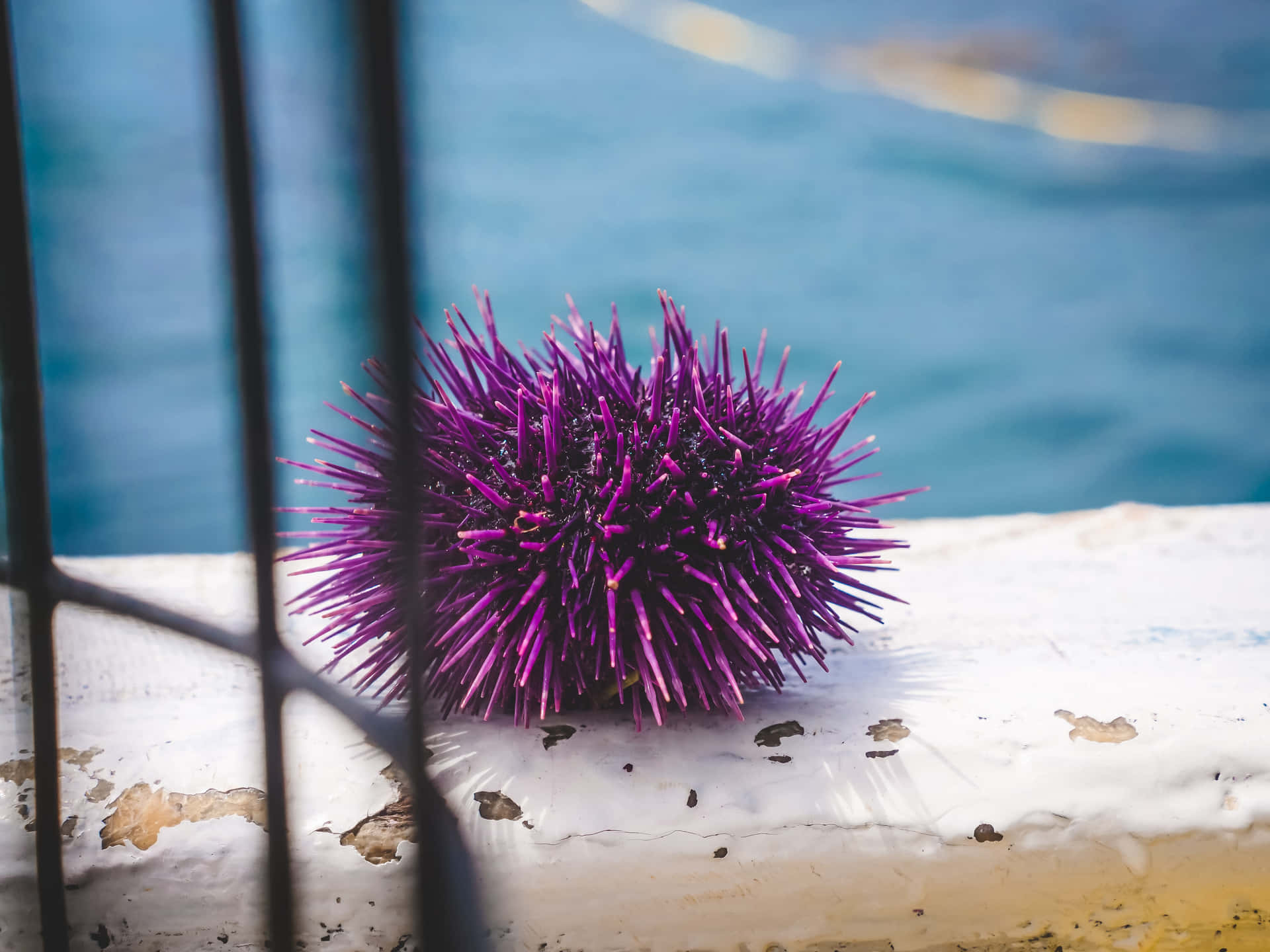 Purple Sea Urchin Near Water Wallpaper