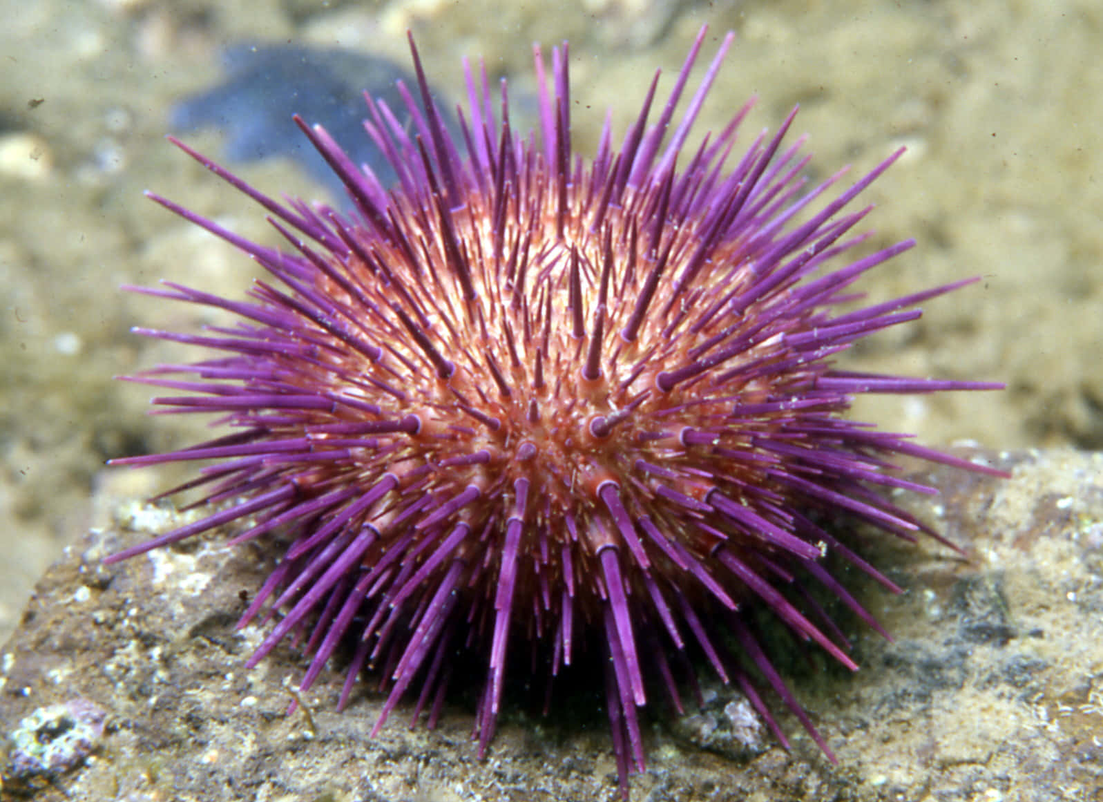 Purple Sea Urchin On Rock Wallpaper