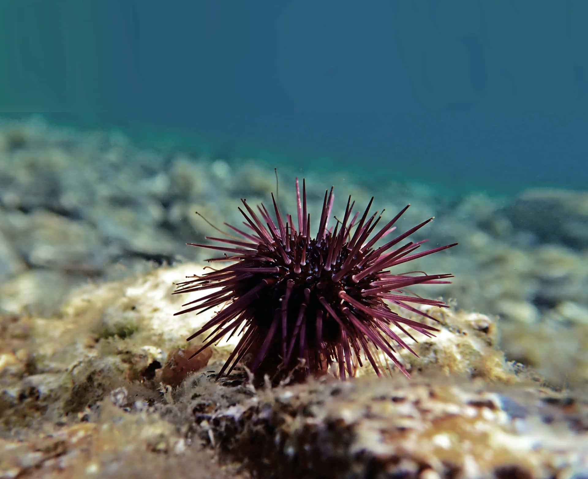 Purple Sea Urchin Underwater Wallpaper