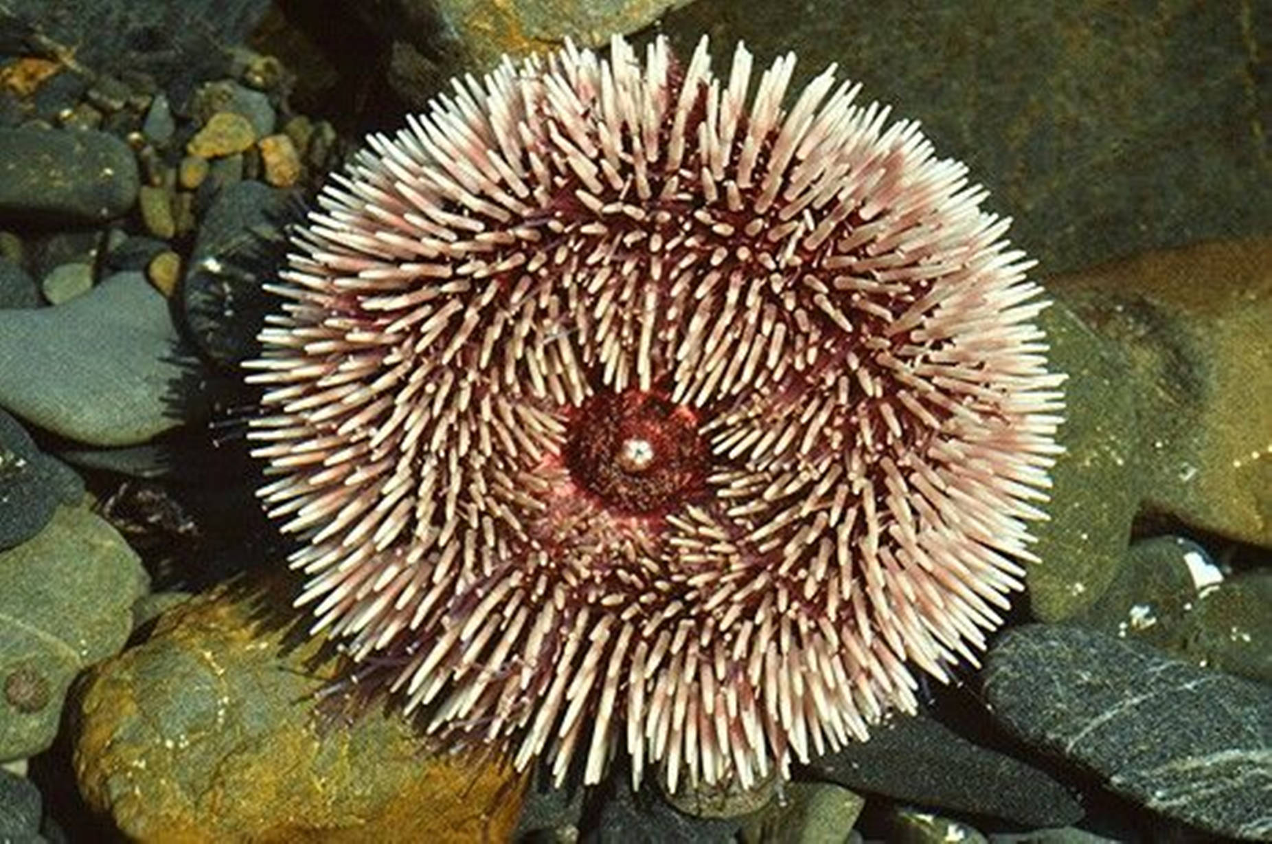 Purple Sea Urchin With White Spines Wallpaper
