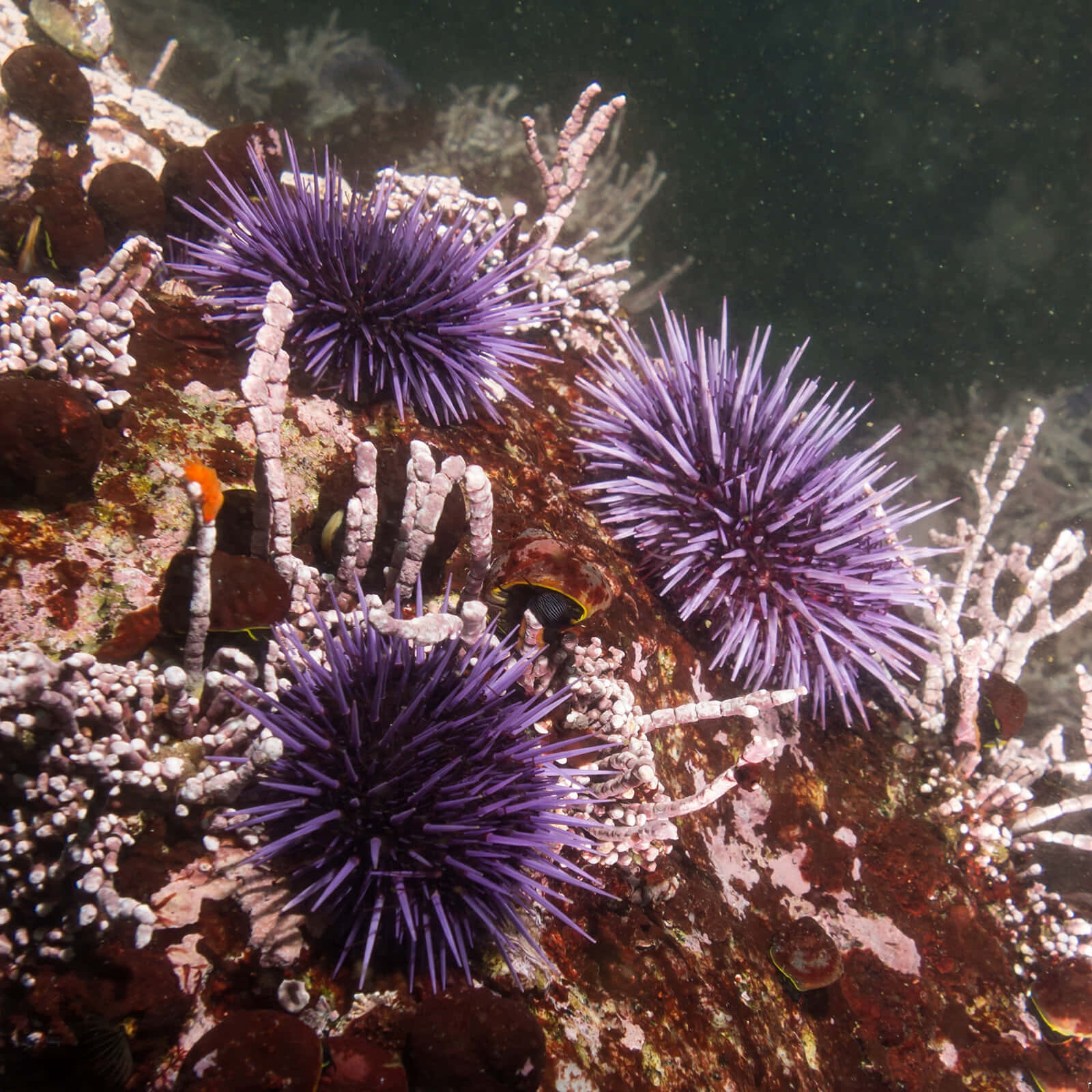 Purple Sea Urchins Underwater Wallpaper