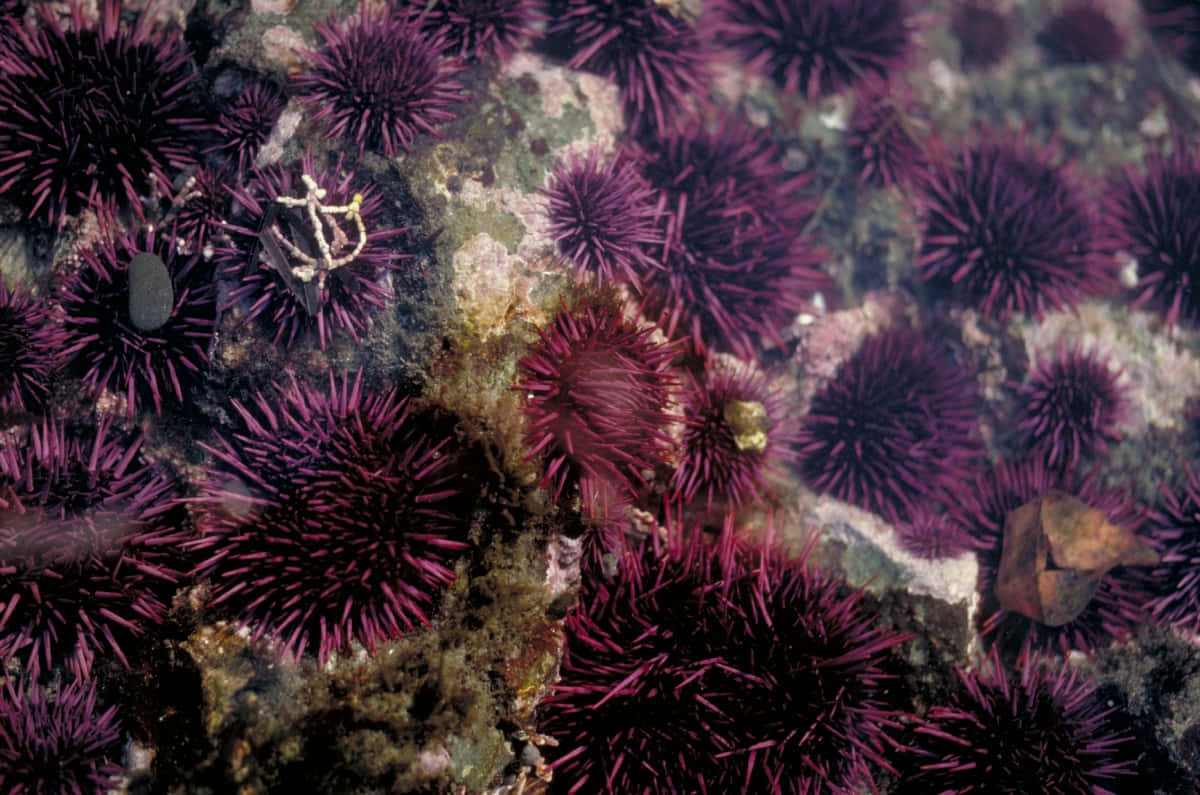 Purple Sea Urchins Underwater Wallpaper