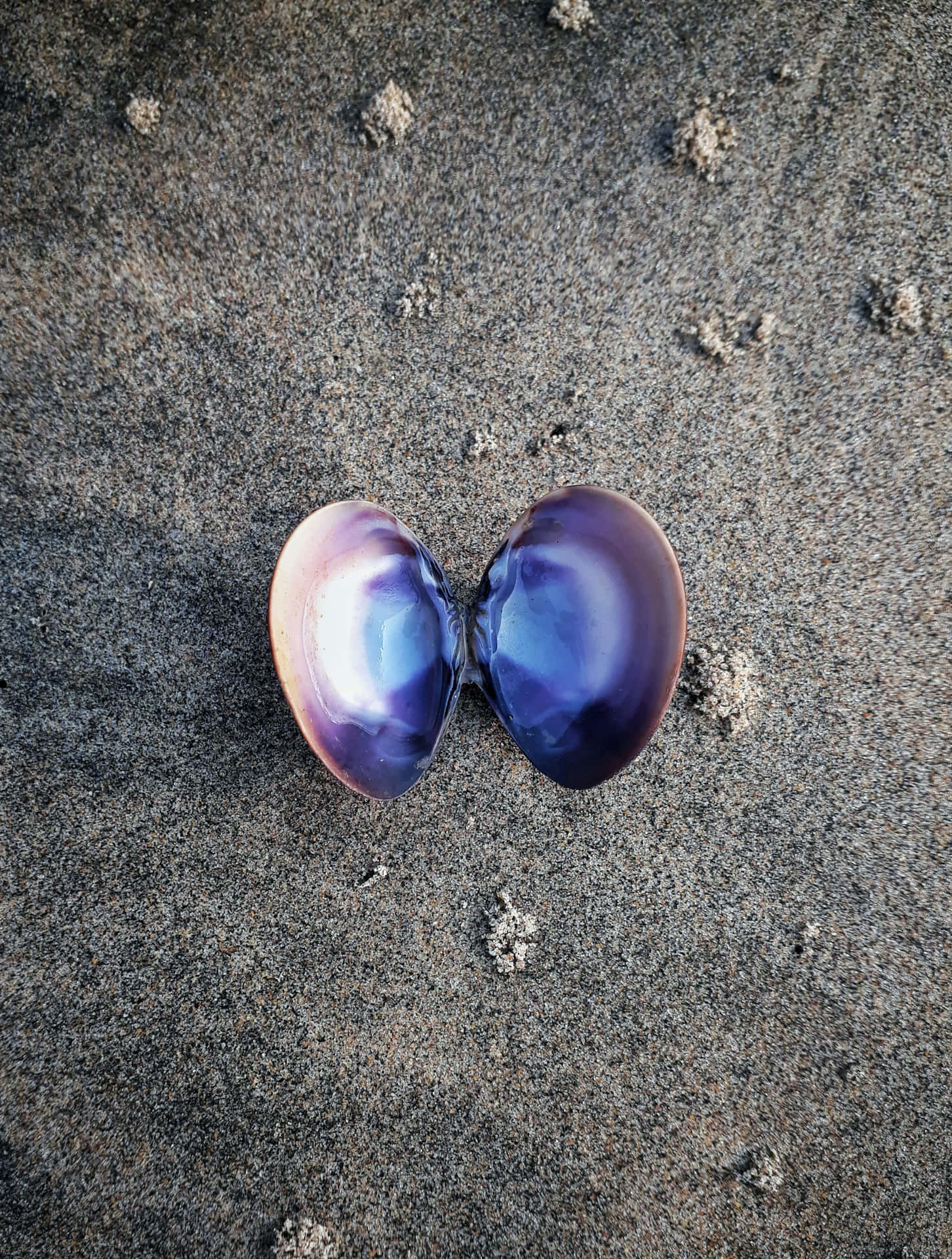 Purple Seashellon Sand Wallpaper