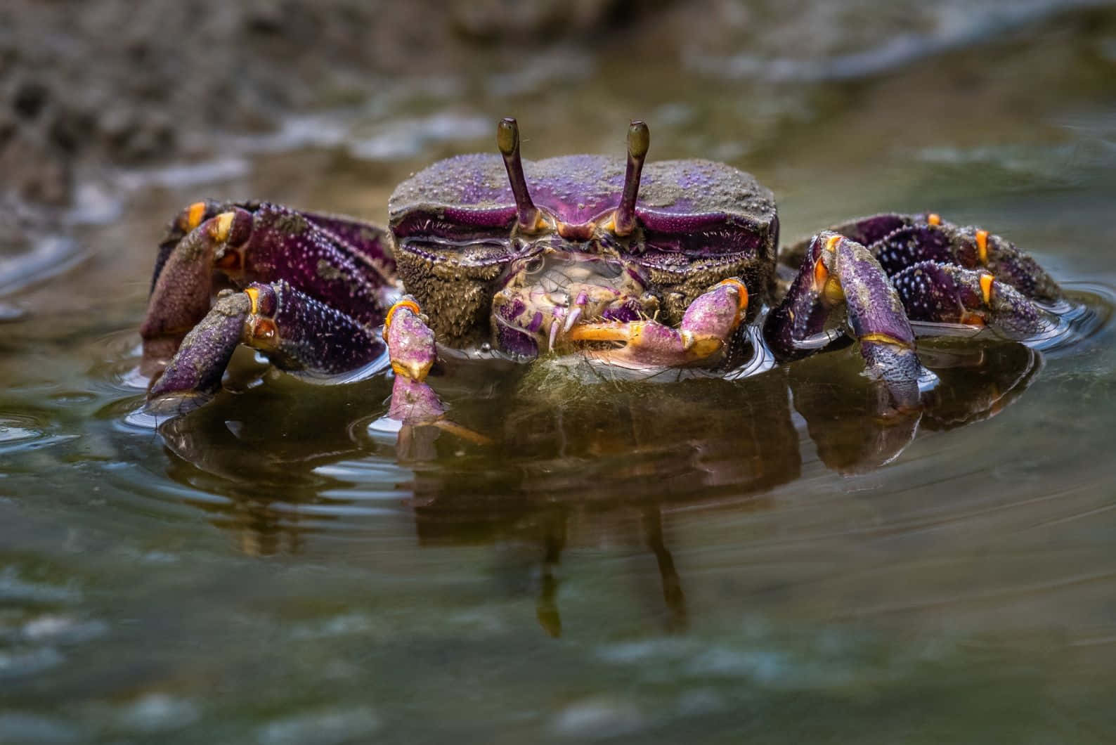 Purple_ Shore_ Crab_in_ Water.jpg Wallpaper