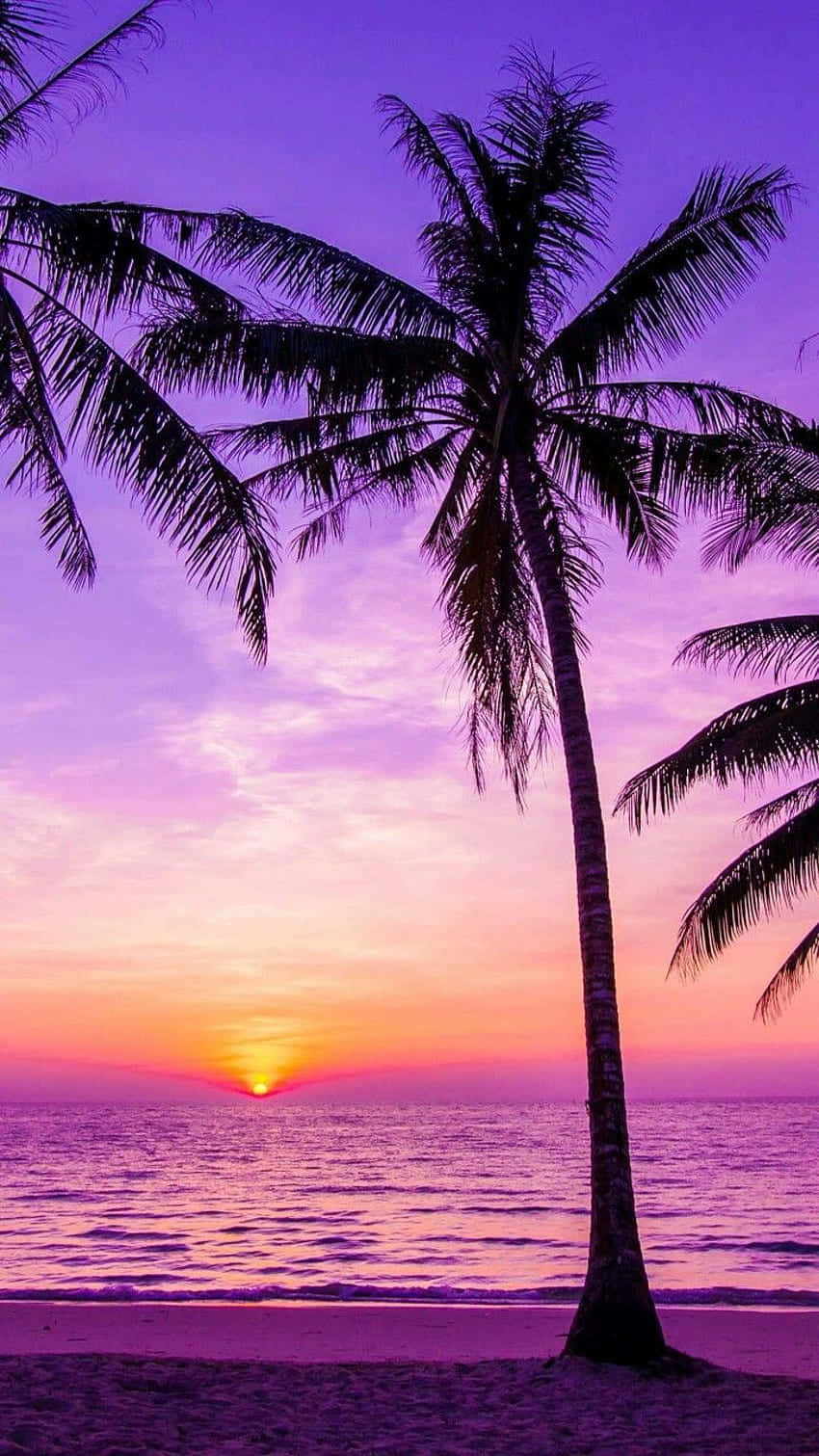 Purple Sky Sunset With Palm Tree Wallpaper