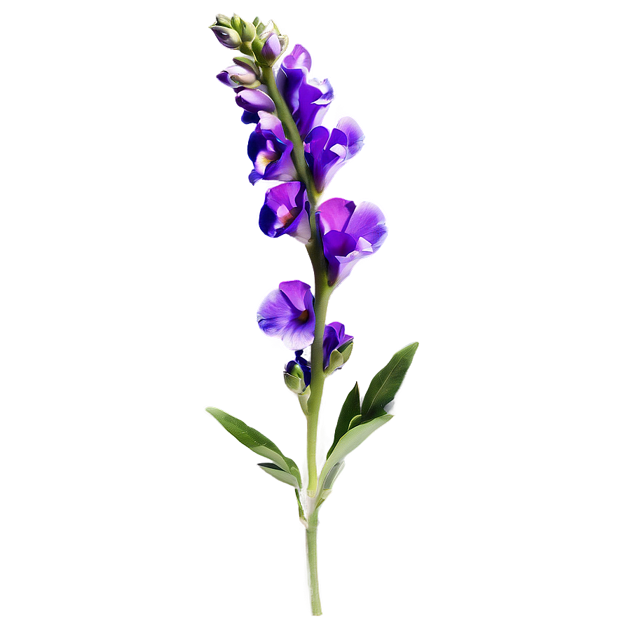Purple Snapdragon Png 05242024 PNG