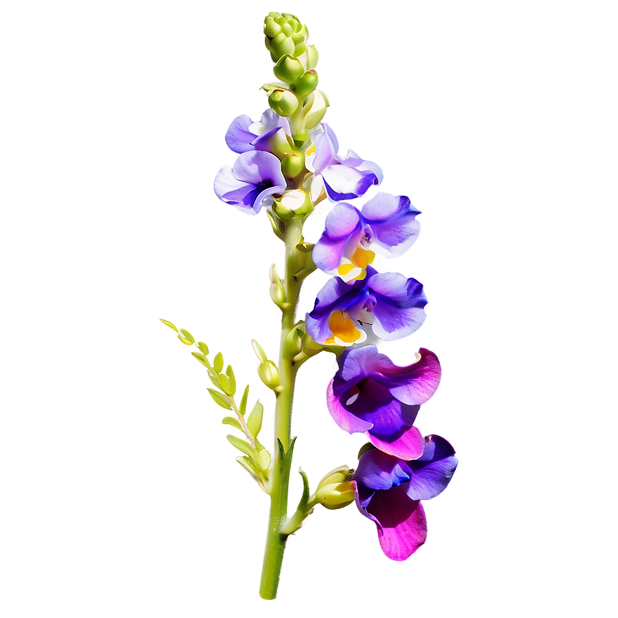 Purple Snapdragon Png Vqm PNG