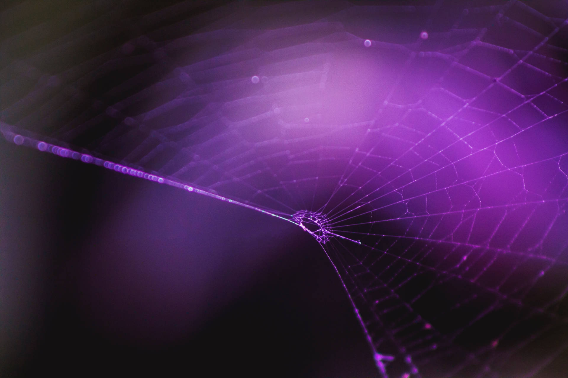 Purple Spider Web Wallpaper