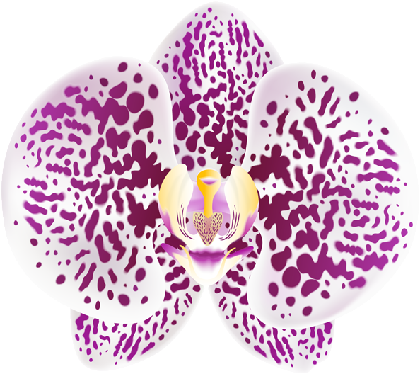 Purple Spotted Orchid Bloom PNG