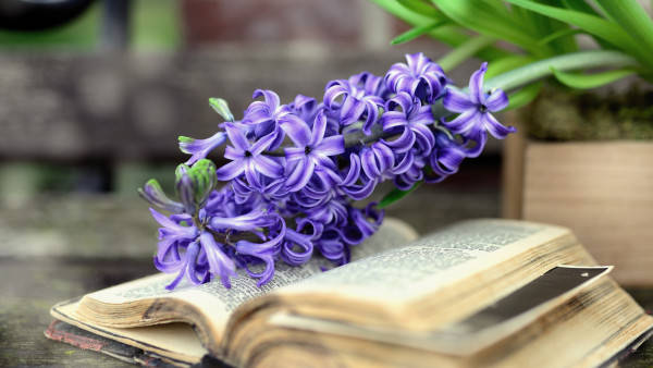Purple Spring Flowers Above Book Wallpaper
