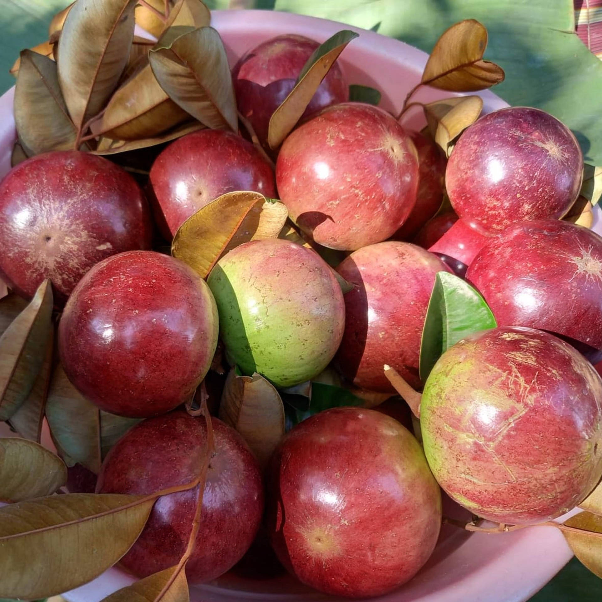 Fresh Star Apple Fruits in a Pink Basket Wallpaper