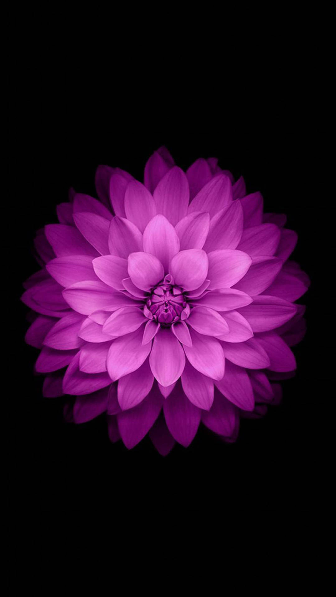 Purple Star Dahlia Flower Apple Wallpaper