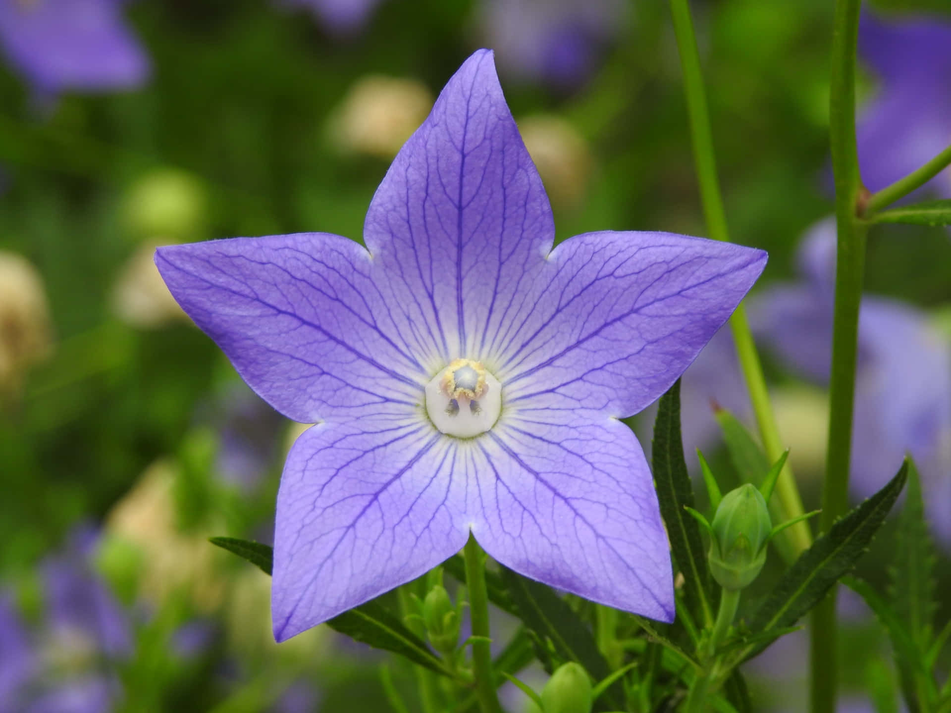 A Blue Flower With A White Center Wallpaper