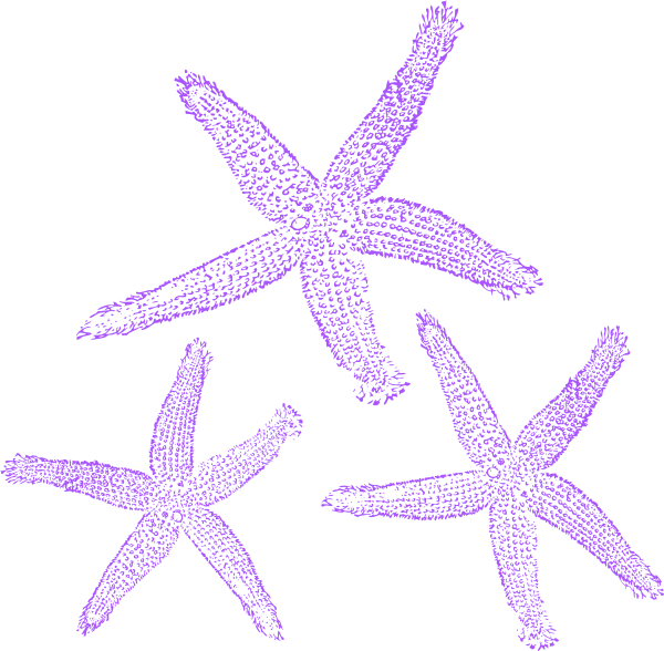 Purple Starfish Illustration PNG