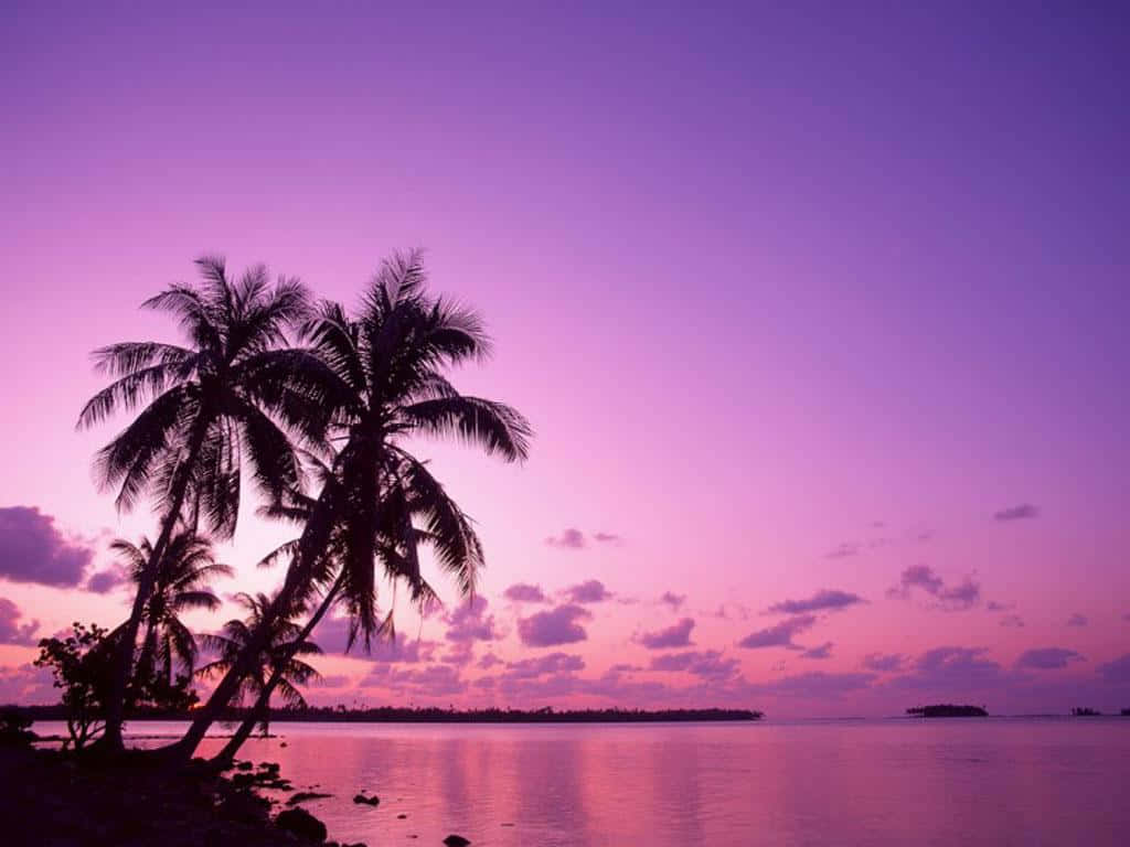 Captivating Purple Sunset Wallpaper