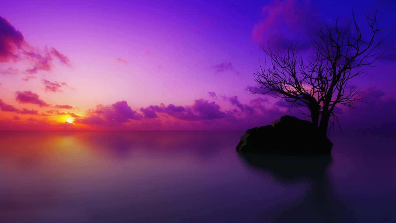 Download Captivating Purple Sunset Wallpaper | Wallpapers.com