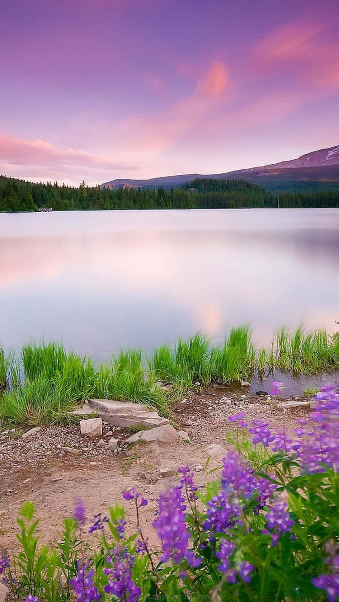 Purple Sunset Lake Natural Background Wallpaper