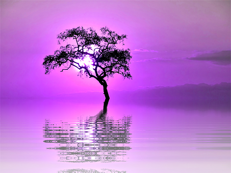 Purple Sunset Silhouette Tree Reflection PNG