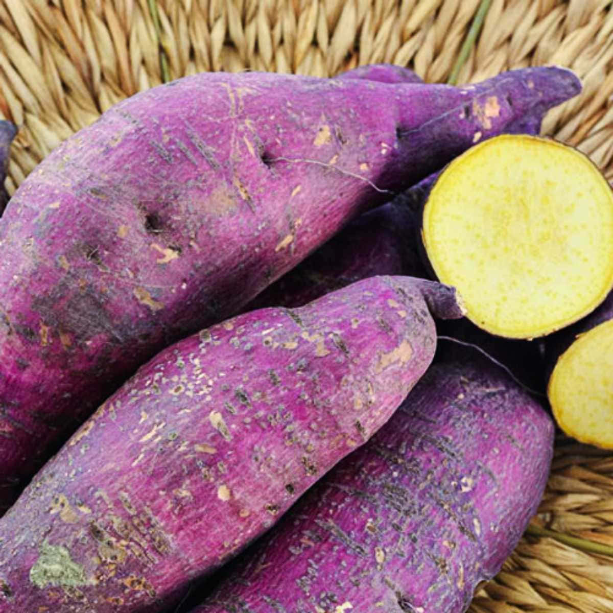 Paarse Zoete Aardappel Met Een Mooie Gouden Kern. Achtergrond