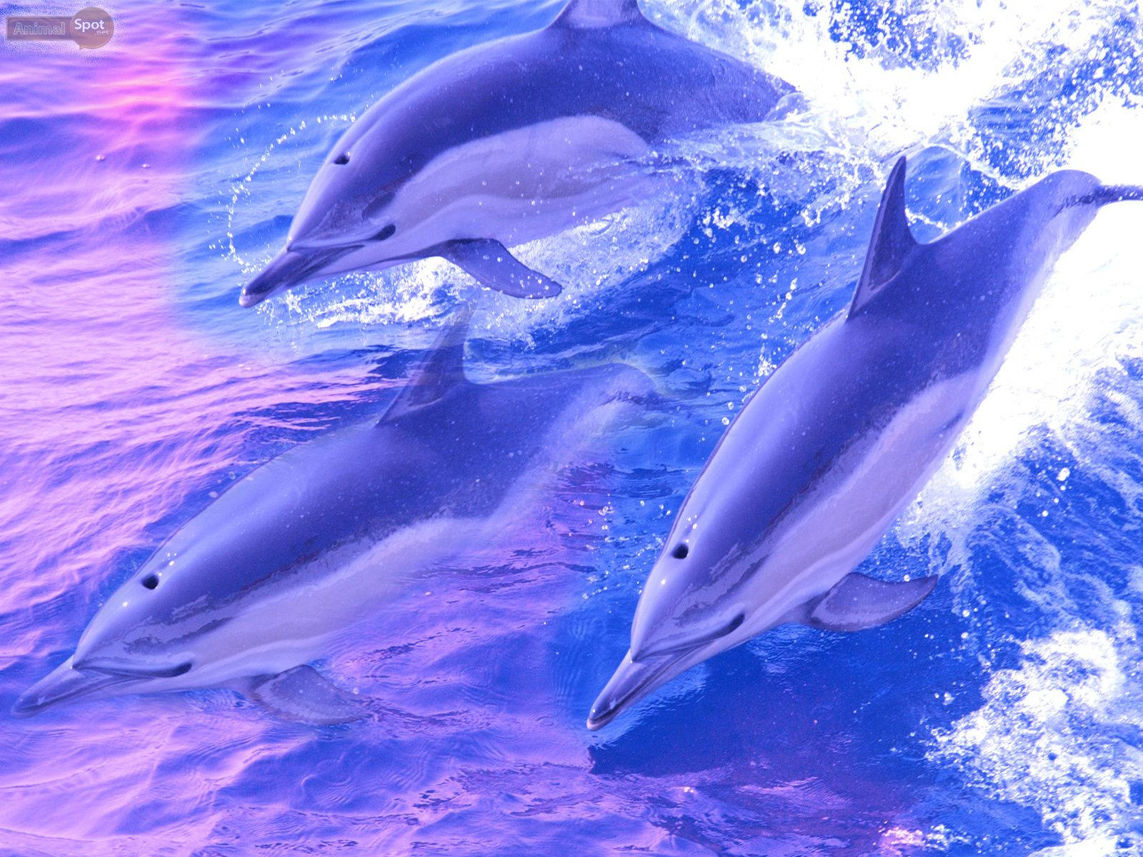 Purple Swimming Dolphins Wallpaper
