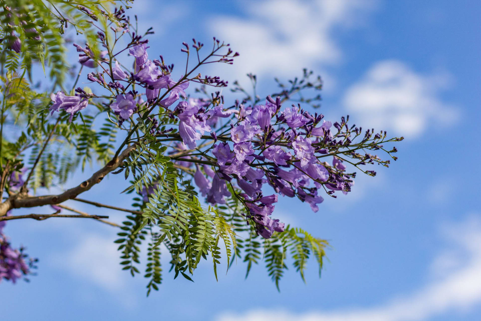 Purple Tree And Sky Wallpaper