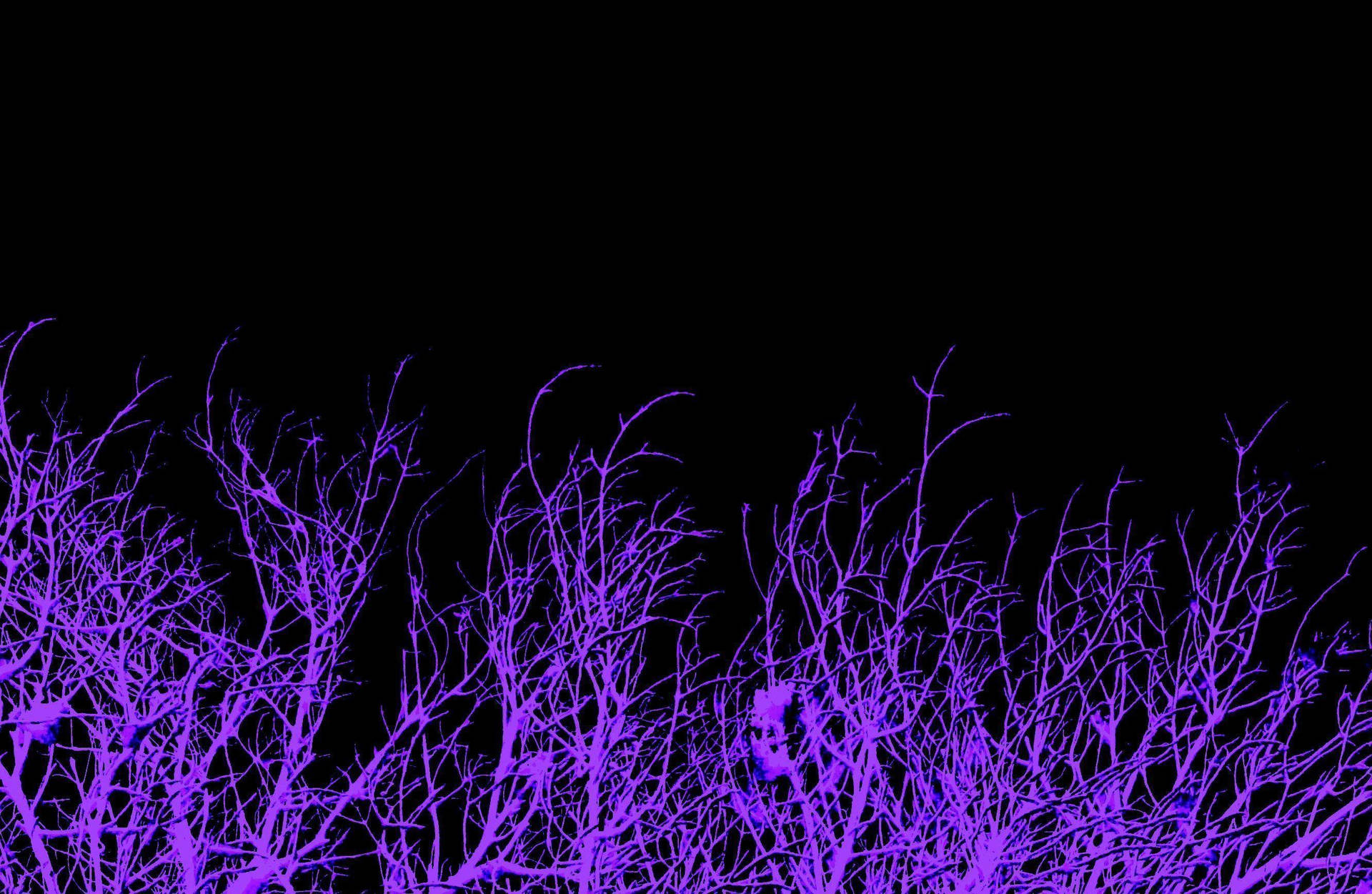 Purple Tree Branches