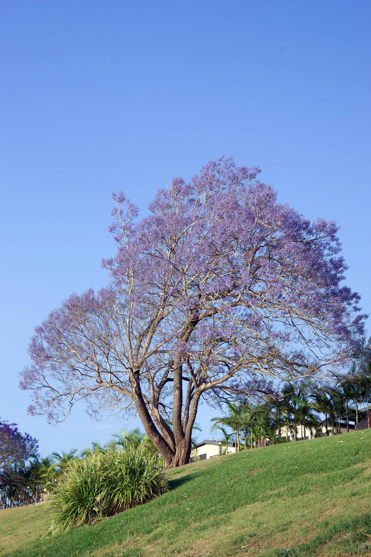 Purple Tree In A Hill Wallpaper