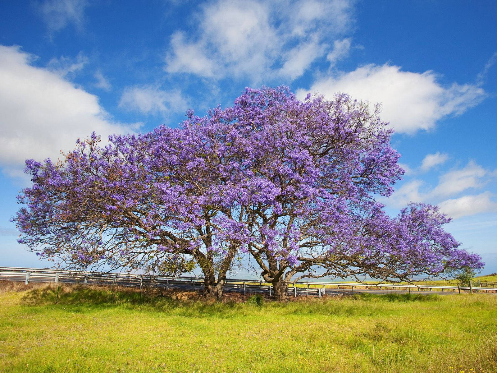Lilla træ på vejen—lilac buske ombre baggrund Wallpaper
