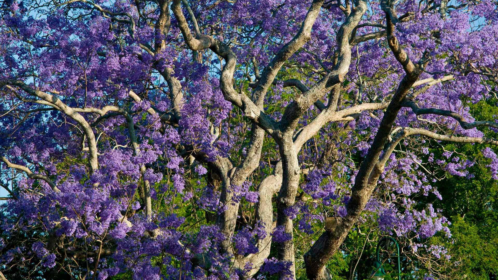 Purple Tree Jacaranda Wallpaper